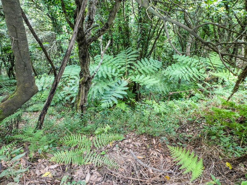 06.05.2019 Über den Pico da Coroa und die Boca do Risco — Auf dem Estrada Florestal da Serra das Funduras zu dessen Ende und zum Aussichtspunkt über Ribeira Seca — Foto 8