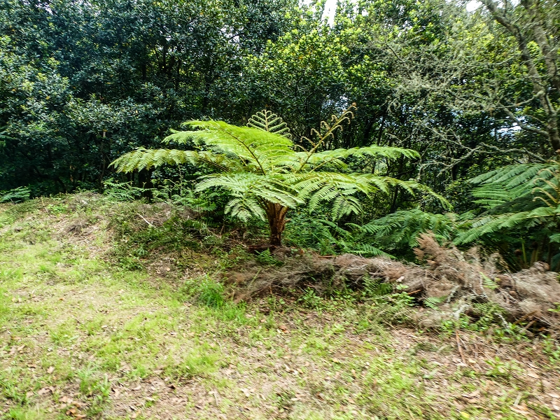 06.05.2019 Über den Pico da Coroa und die Boca do Risco — Auf dem Estrada Florestal da Serra das Funduras zu dessen Ende und zum Aussichtspunkt über Ribeira Seca — Foto 9