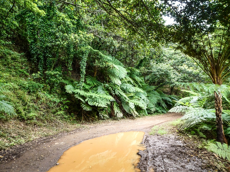 06.05.2019 Über den Pico da Coroa und die Boca do Risco — Auf dem Estrada Florestal da Serra das Funduras zu dessen Ende und zum Aussichtspunkt über Ribeira Seca — Foto 10