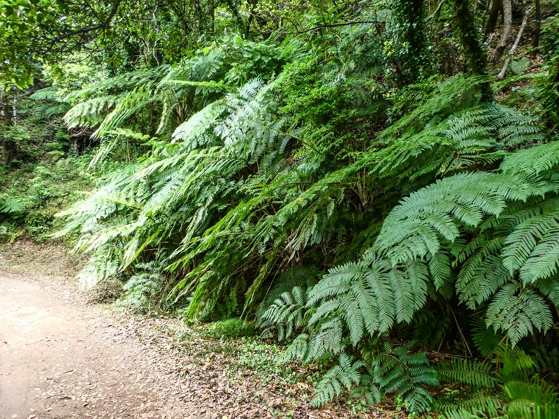 06.05.2019 Über den Pico da Coroa und die Boca do Risco — Auf dem Estrada Florestal da Serra das Funduras zu dessen Ende und zum Aussichtspunkt über Ribeira Seca — Foto 11
