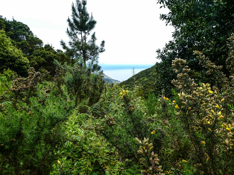 06.05.2019 Über den Pico da Coroa und die Boca do Risco — Auf dem Estrada Florestal da Serra das Funduras zu dessen Ende und zum Aussichtspunkt über Ribeira Seca — Foto 16