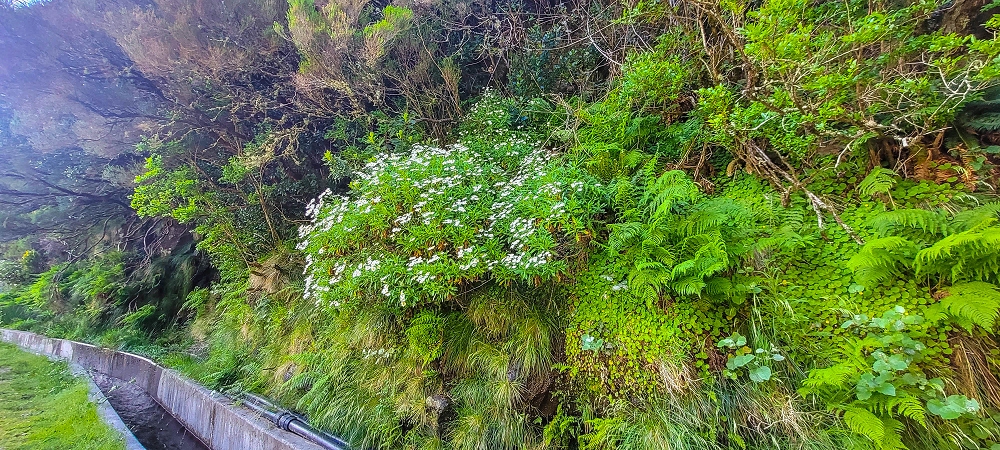 6 de junho de 2024 Loops do Rabaçal como belíssimo arranque — Do ponto de partida à Ribeira Grande e à cascata — foto 12