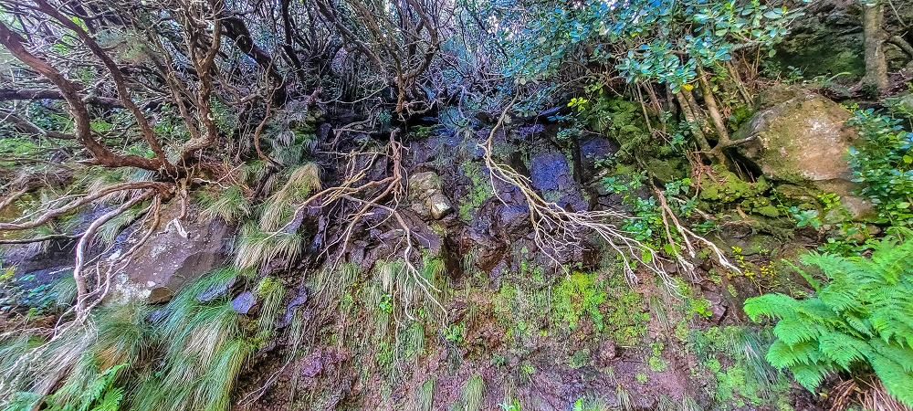 6 de junho de 2024 Loops do Rabaçal como belíssimo arranque — Do ponto de partida à Ribeira Grande e à cascata — foto 13