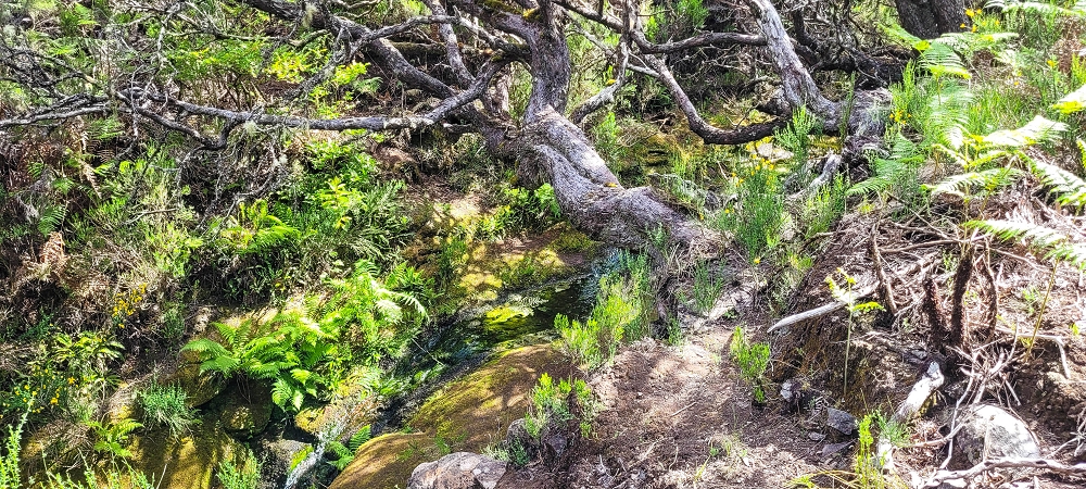 6 de junho de 2024 Loops do Rabaçal como belíssimo arranque — Pela Ribeira Grande até ao Pico Fernandes e à travessia da Ribeira da Agua Negra — foto 3