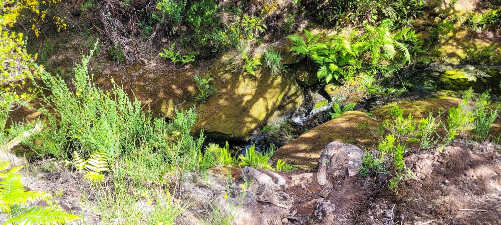 6 de junho de 2024 Loops do Rabaçal como belíssimo arranque — Pela Ribeira Grande até ao Pico Fernandes e à travessia da Ribeira da Agua Negra — foto 4