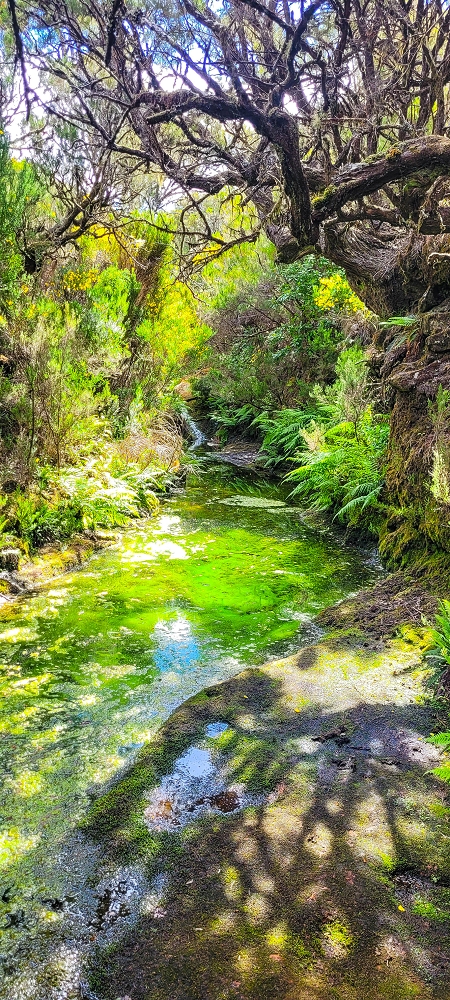 6 de junho de 2024 Loops do Rabaçal como belíssimo arranque — Pela Ribeira Grande até ao Pico Fernandes e à travessia da Ribeira da Agua Negra — foto 6