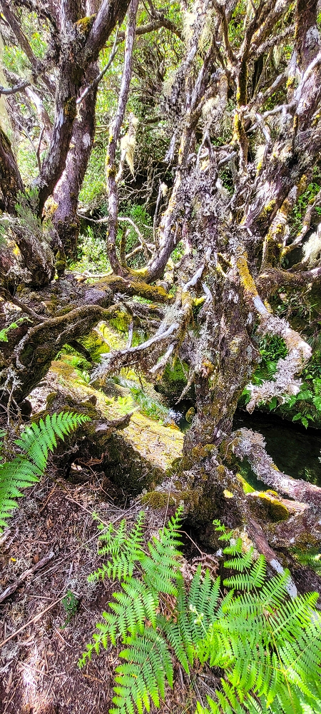 6 de junho de 2024 Loops do Rabaçal como belíssimo arranque — Pela Ribeira Grande até ao Pico Fernandes e à travessia da Ribeira da Agua Negra — foto 7