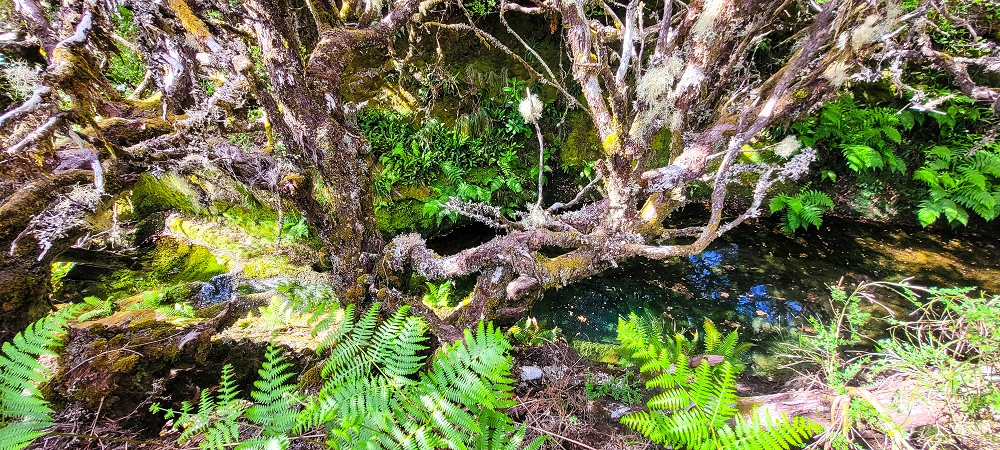 6 de junho de 2024 Loops do Rabaçal como belíssimo arranque — Pela Ribeira Grande até ao Pico Fernandes e à travessia da Ribeira da Agua Negra — foto 8