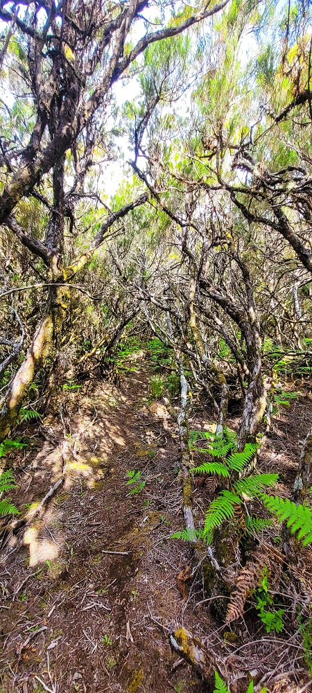 6 de junho de 2024 Loops do Rabaçal como belíssimo arranque — Ribeira da Agua Negra und die  der Levada da Senhora — foto 1