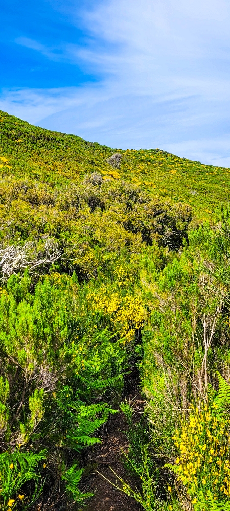 6 de junho de 2024 Loops do Rabaçal como belíssimo arranque — Ribeira da Agua Negra und die  der Levada da Senhora — foto 2