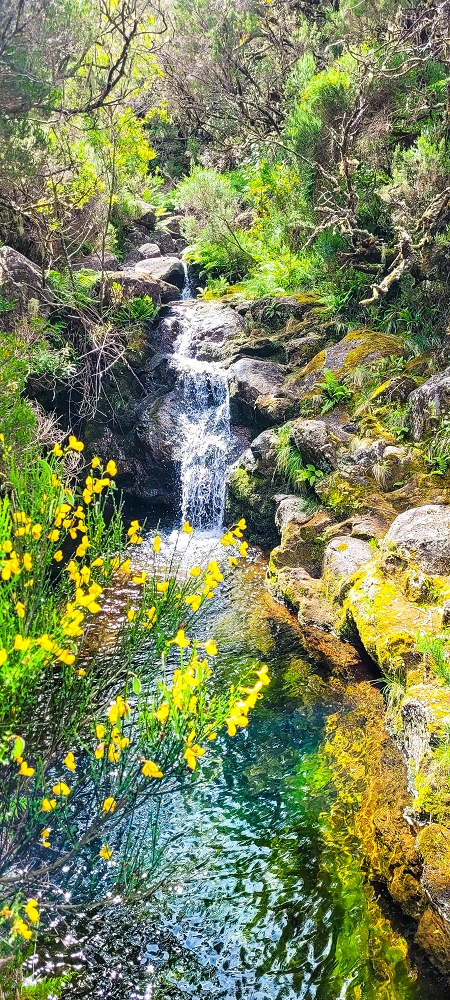 Levada da Senhora (Estreito da Calheta) — Abschnitt 1: Von der Madre zur Vereda do Pau Seco — Foto 1