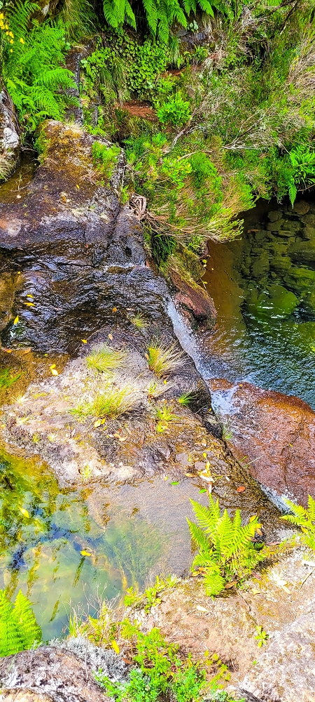 Levada da Senhora (Estreito da Calheta) — Abschnitt 1: Von der Madre zur Vereda do Pau Seco — Foto 2