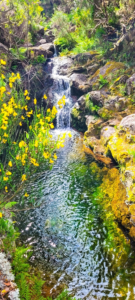 Levada da Senhora (Estreito da Calheta) — Abschnitt 1: Von der Madre zur Vereda do Pau Seco — Foto 3