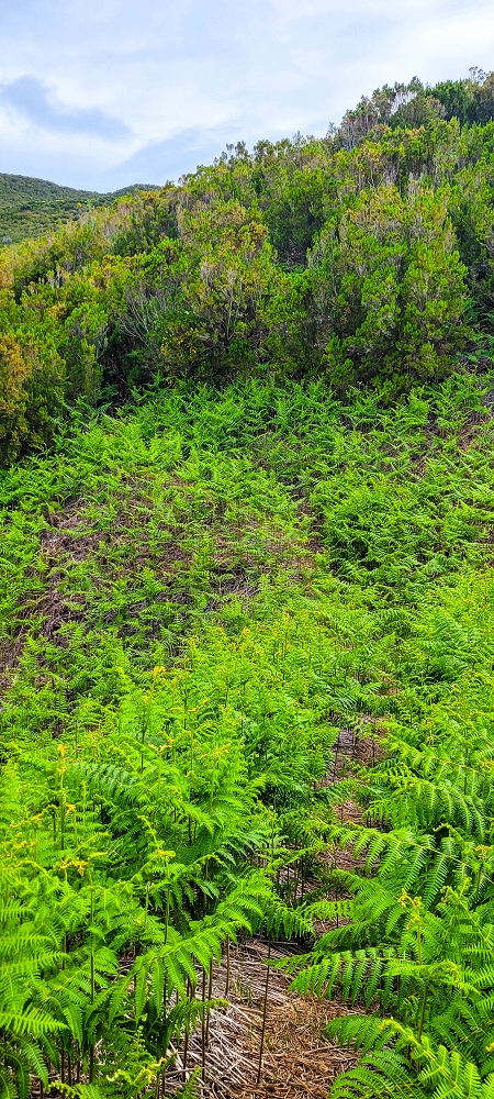 6 de junho de 2024 Loops do Rabaçal como belíssimo arranque — Por fetos e urze-molar até ao PR13 — foto 1
