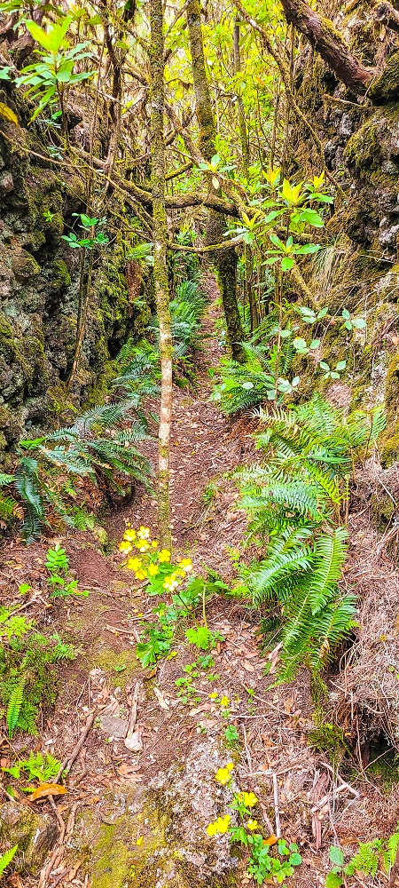 6 de junho de 2024 Loops do Rabaçal como belíssimo arranque — O belo caminho fundo — foto 3