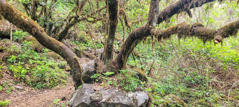 6 de junho de 2024 Loops do Rabaçal como belíssimo arranque — De volta ao ponto de partida pelo místico PR13 — foto 5
