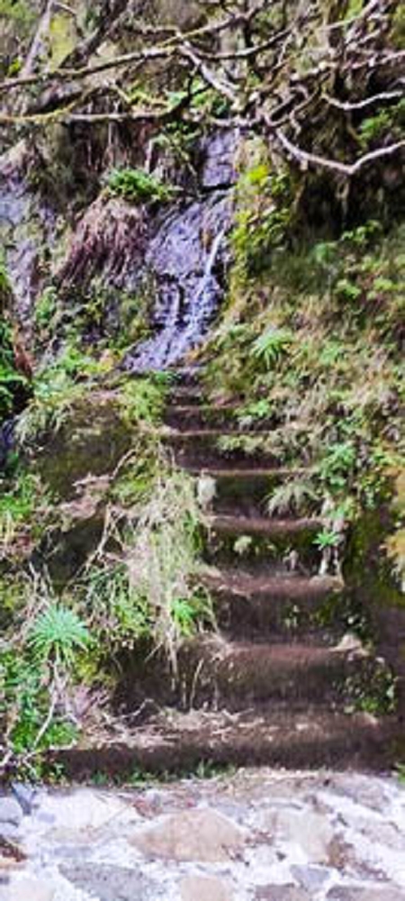 Levada da Serra (da Bica da Cana) — Die 3 Madres — Foto 3