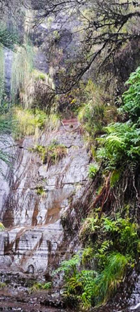 Levada da Serra (da Bica da Cana) — Die 3 Madres — Foto 5