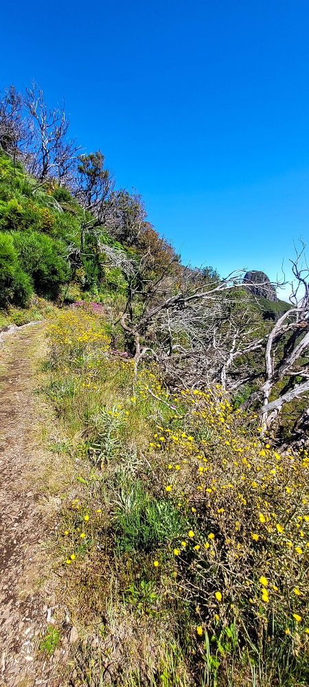Levada da Serra (da Bica da Cana) — Vom Pinaculo zu den Wasserfällen — Foto 7