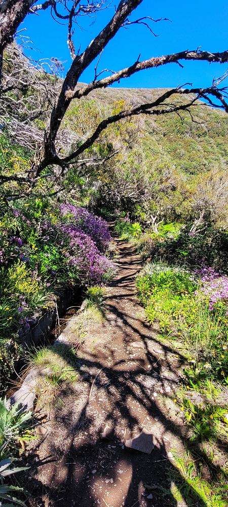 Levada da Serra (da Bica da Cana) — Vom Pinaculo zu den Wasserfällen — Foto 6