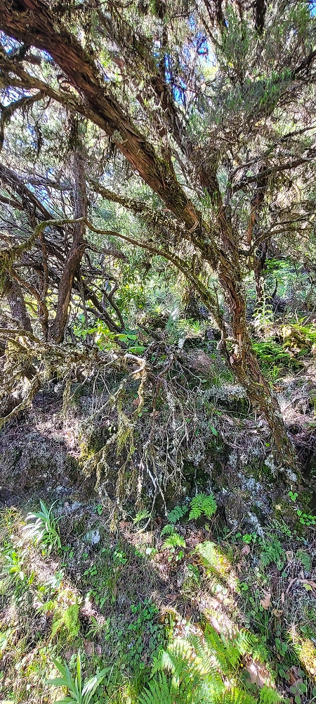 Levada da Serra (da Bica da Cana) — Vom Pinaculo zu den Wasserfällen — Foto 5