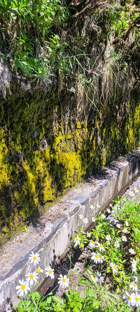Levada da Serra (da Bica da Cana) — Richtung Wasserfall — Foto 2
