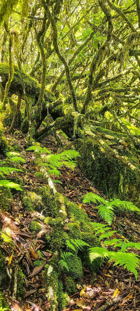06.07.2022 Wunderschöne Abschlussrunde, möglicherweise meine letzte Madeirawanderung? — Abstieg zum Caramujo-Haus — Foto 2