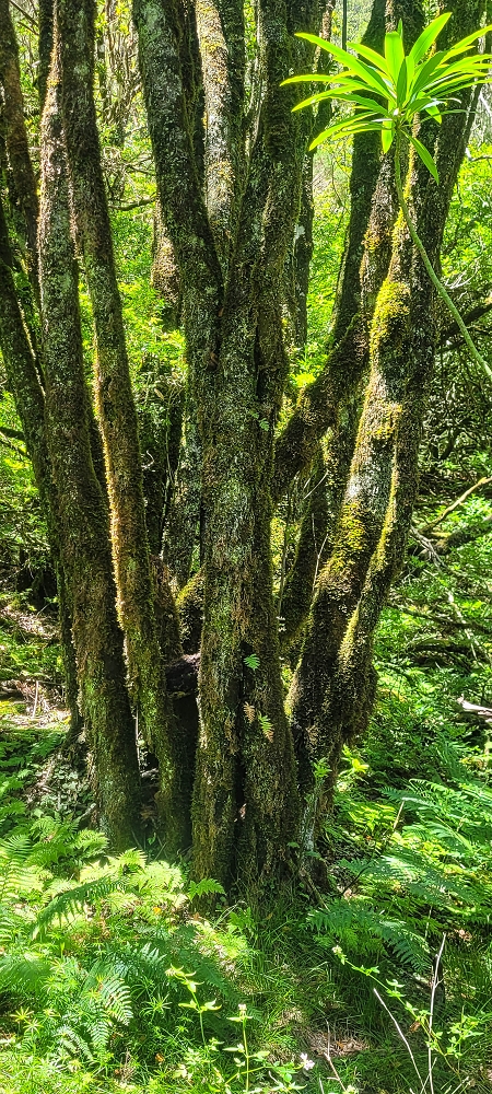 06.07.2022 Wunderschöne Abschlussrunde, möglicherweise meine letzte Madeirawanderung? — Abstieg zum Caramujo-Haus — Foto 4