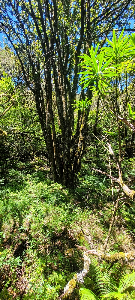 06.07.2022 Wunderschöne Abschlussrunde, möglicherweise meine letzte Madeirawanderung? — Abstieg zum Caramujo-Haus — Foto 5