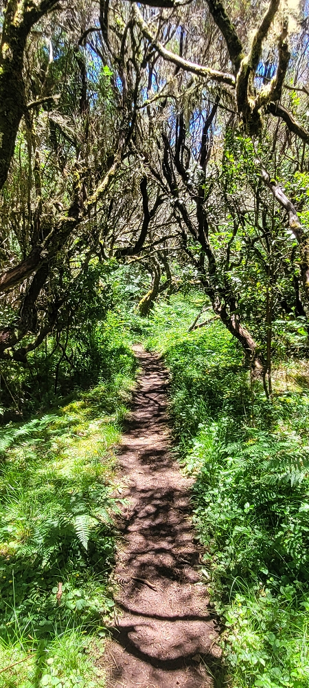06.07.2022 Wunderschöne Abschlussrunde, möglicherweise meine letzte Madeirawanderung? — Levada do Plaino Velho — Foto 1
