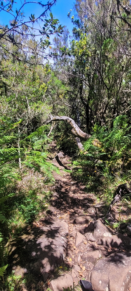 06.07.2022 Wunderschöne Abschlussrunde, möglicherweise meine letzte Madeirawanderung? — Levada do Plaino Velho — Foto 2