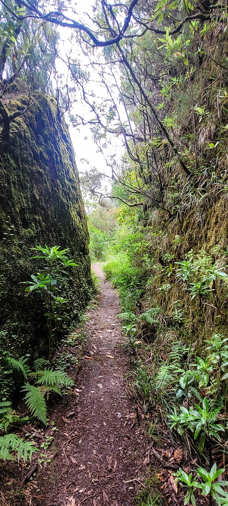 06.07.2022 Wunderschöne Abschlussrunde, möglicherweise meine letzte Madeirawanderung? — Levada do Plaino Velho — Foto 3