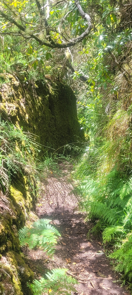 06.07.2022 Wunderschöne Abschlussrunde, möglicherweise meine letzte Madeirawanderung? — Levada do Plaino Velho — Foto 7