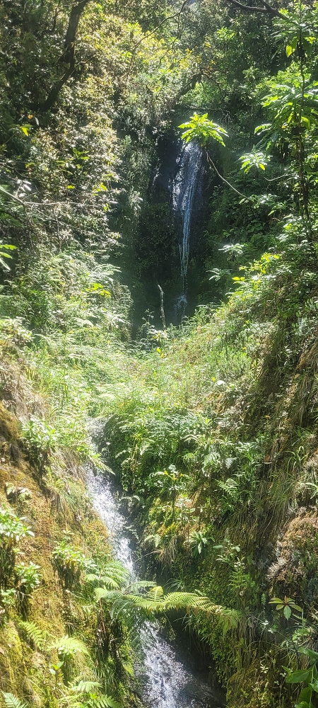 06.07.2022 Wunderschöne Abschlussrunde, möglicherweise meine letzte Madeirawanderung? — Levada do Plaino Velho — Foto 9