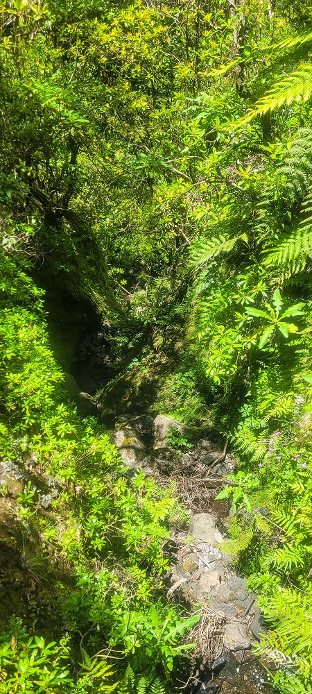 06.07.2022 Wunderschöne Abschlussrunde, möglicherweise meine letzte Madeirawanderung? — Levada do Plaino Velho — Foto 10