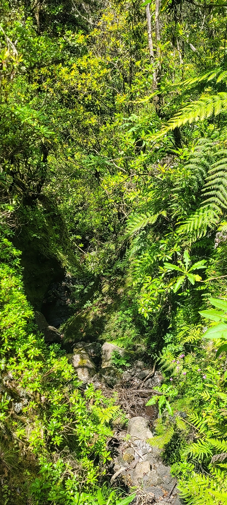 06.07.2022 Wunderschöne Abschlussrunde, möglicherweise meine letzte Madeirawanderung? — Levada do Plaino Velho — Foto 11