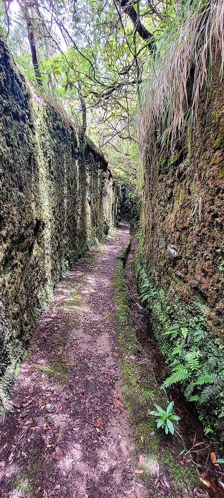 06.07.2022 Wunderschöne Abschlussrunde, möglicherweise meine letzte Madeirawanderung? — Levada do Plaino Velho — Foto 12