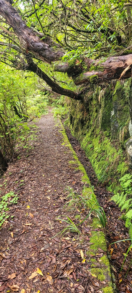 06.07.2022 Wunderschöne Abschlussrunde, möglicherweise meine letzte Madeirawanderung? — Levada do Plaino Velho — Foto 13