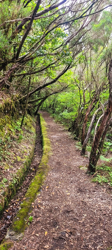 06.07.2022 Wunderschöne Abschlussrunde, möglicherweise meine letzte Madeirawanderung? — Levada do Plaino Velho — Foto 14