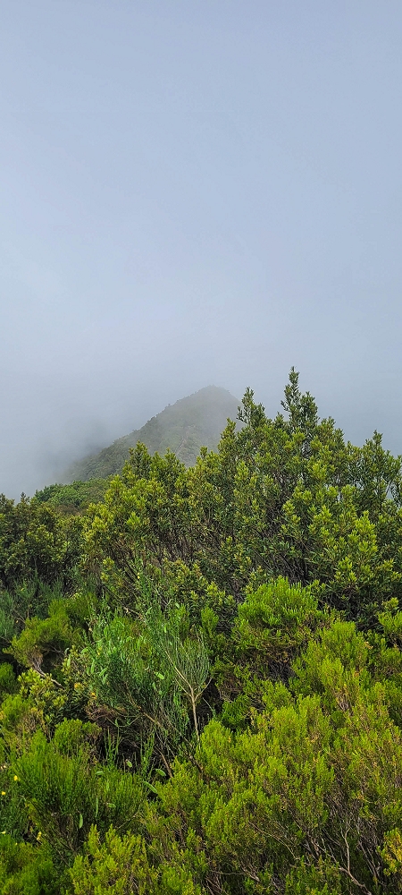06.07.2022 Wunderschöne Abschlussrunde, möglicherweise meine letzte Madeirawanderung? — Levada do Plaino Velho — Foto 15