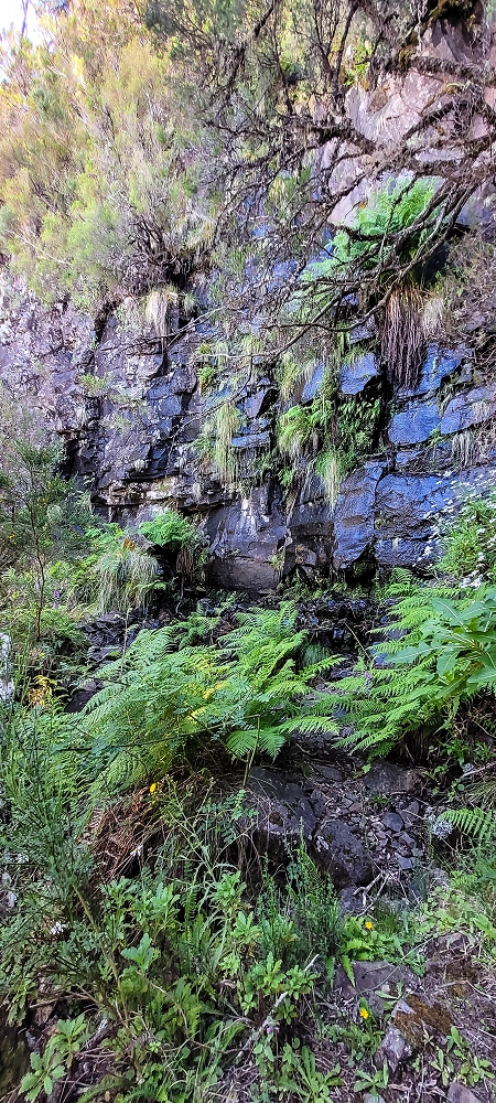 06.07.2022 Wunderschöne Abschlussrunde, möglicherweise meine letzte Madeirawanderung? — Vereda das Paredes — Foto 15