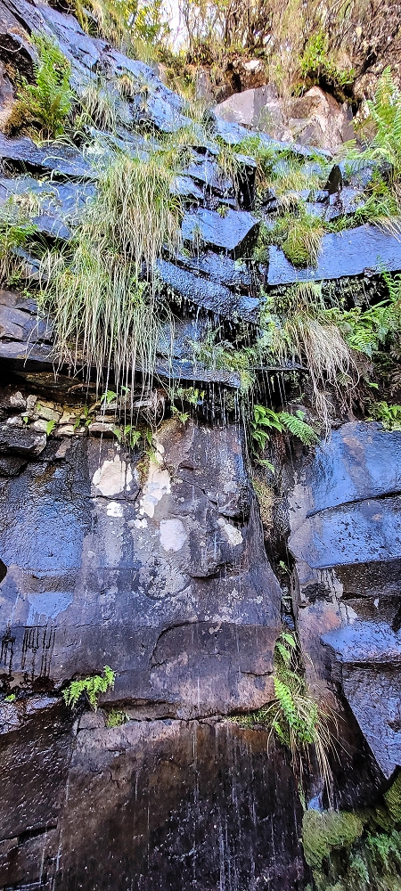 06.07.2022 Wunderschöne Abschlussrunde, möglicherweise meine letzte Madeirawanderung? — Vereda das Paredes — Foto 17