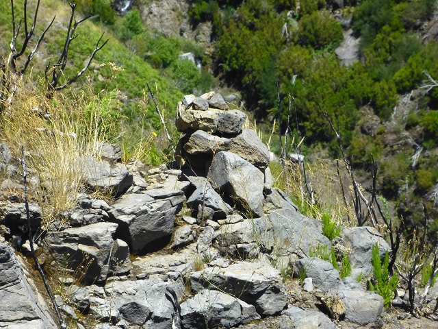 06.08.2014 Furnas, Lombo do Mouro, Faja das Eguas — Abstieg zur Sergio-Tafel und Suche des Abstieges zur Levada das Rabacas — Foto 15