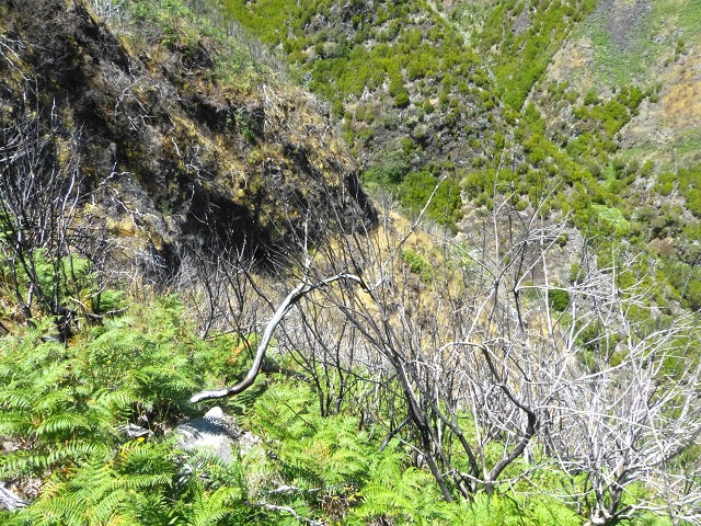 06.08.2014 Furnas, Lombo do Mouro, Faja das Eguas — Abstieg zur Sergio-Tafel und Suche des Abstieges zur Levada das Rabacas — Foto 18