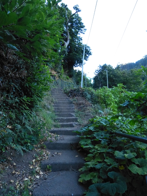 06.08.2014 Furnas, Lombo do Mouro, Faja das Eguas — Weiter über die Felder zum Haus mit dem roten Dach — Foto 2