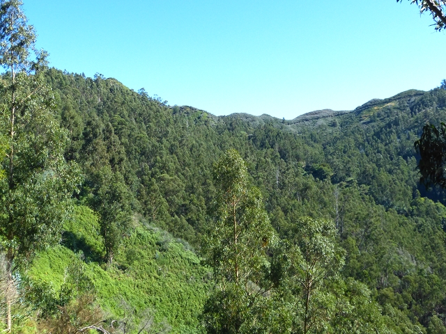 06.08.2014 Furnas, Lombo do Mouro, Faja das Eguas — Entlang der Levada zum Lombo do Mouro-Haus — Foto 9