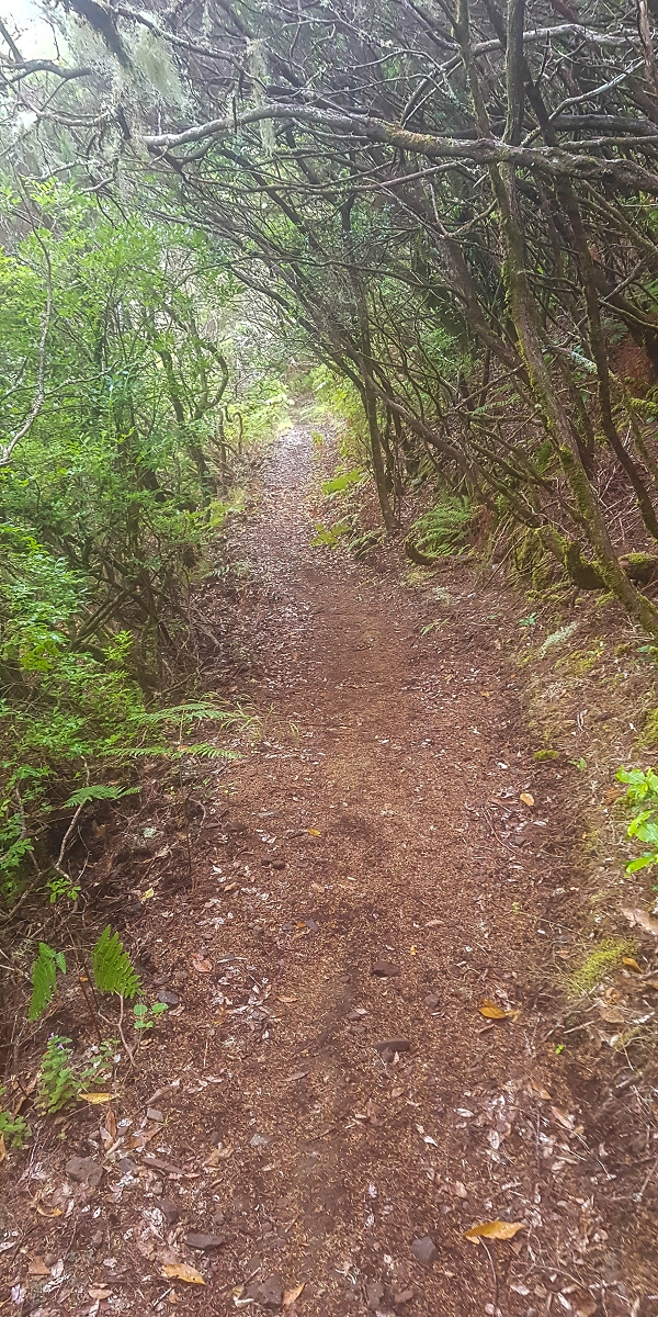 06.08.2021 Auf Entdeckungstour im Rabaçalgebiet: Tunel Vieira de Castro und Levada da Senhora — Abstieg zum Furado Velho und weiter auf der Levada do Furado Velho — Foto 3