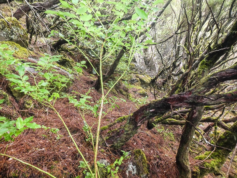 06.08.2021 Auf Entdeckungstour im Rabaçalgebiet: Tunel Vieira de Castro und Levada da Senhora — Weiter auf der Levada da Senhora — Foto 8