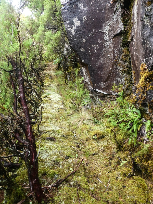 Levada da Senhora (Estreito da Calheta) — Abschnitt 6 — Foto 20