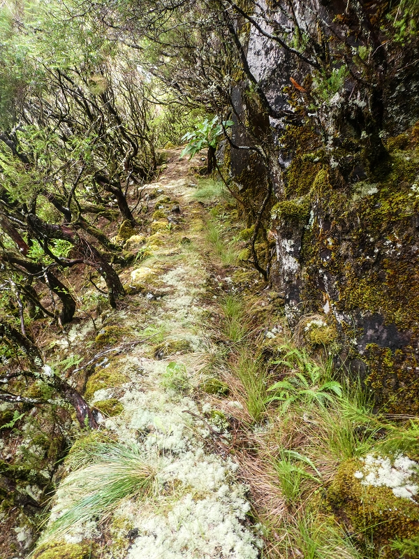 Levada da Senhora (Estreito da Calheta) — Abschnitt 6 — Foto 21